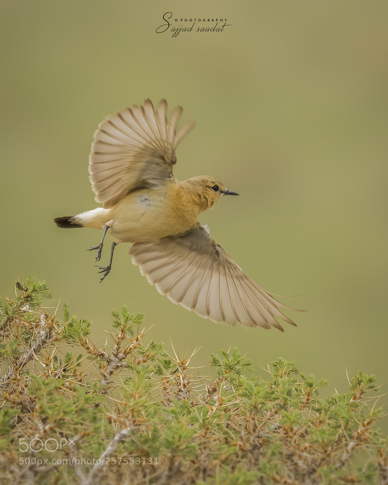 Nikon D7100 sample photo. Isabelline wheatear photography