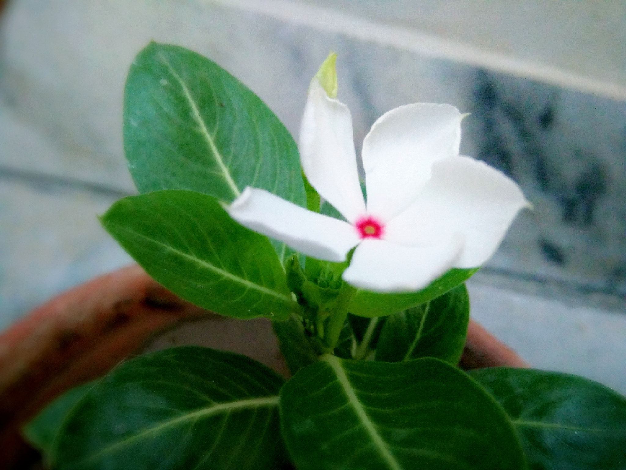OPPO A33f sample photo. C photography