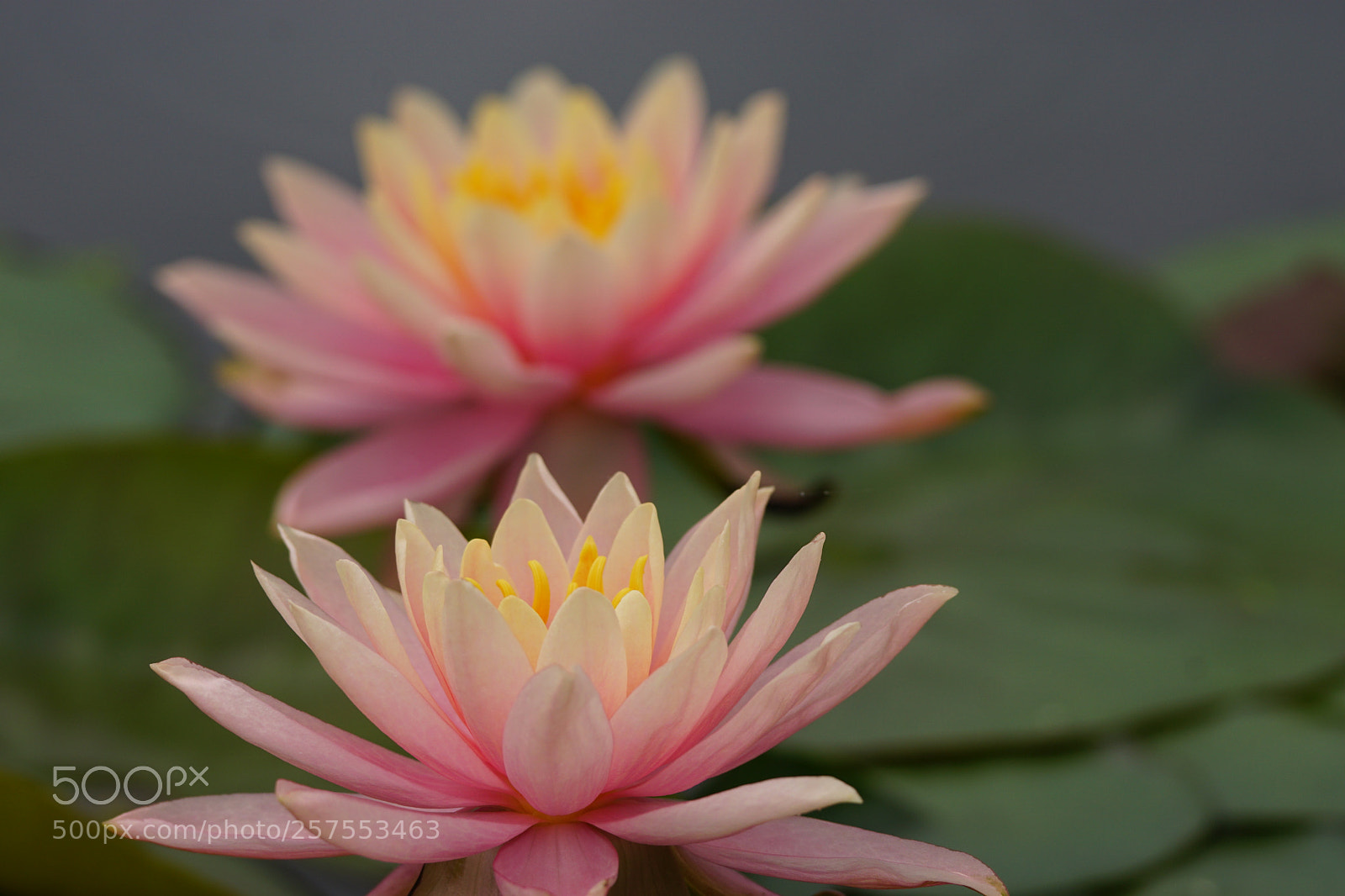 Sony ILCA-77M2 sample photo. Twin lilies photography