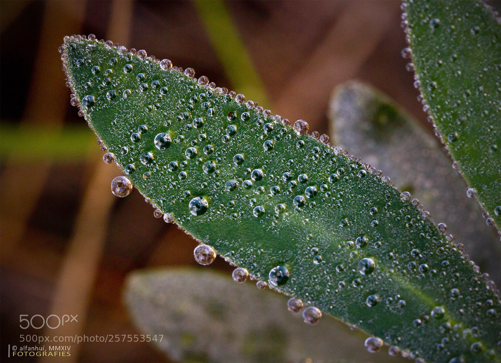 Canon EOS 7D sample photo. Morning dew photography