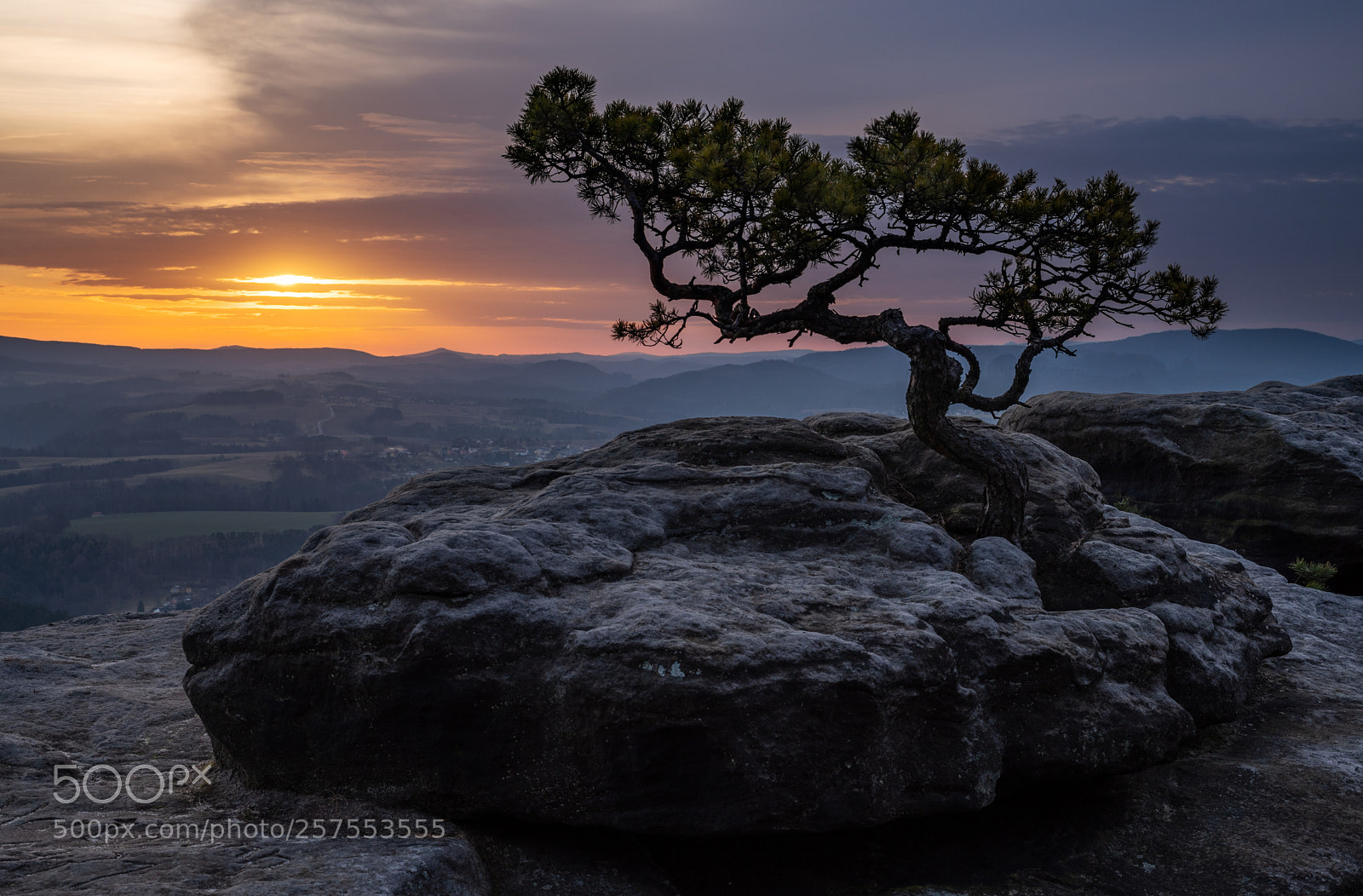 Pentax K-1 sample photo. The pine and the photography