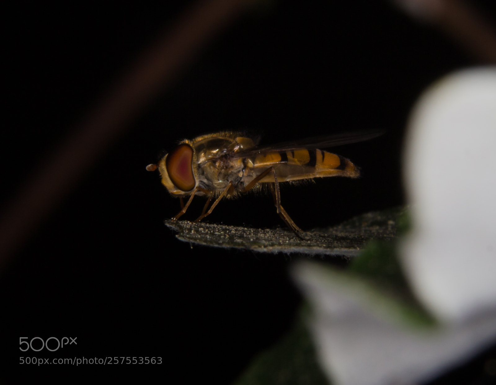 Canon EOS 700D (EOS Rebel T5i / EOS Kiss X7i) sample photo. Schwebefliege / hoverflies (syrphidae) photography