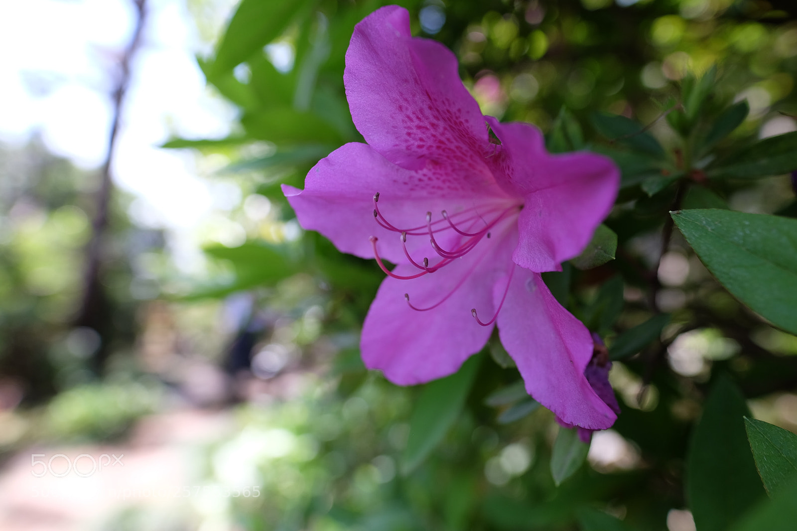 Fujifilm X-T1 sample photo. Dscf photography
