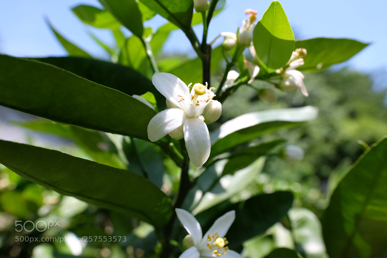 Fujifilm X-T1 sample photo. Dscf photography