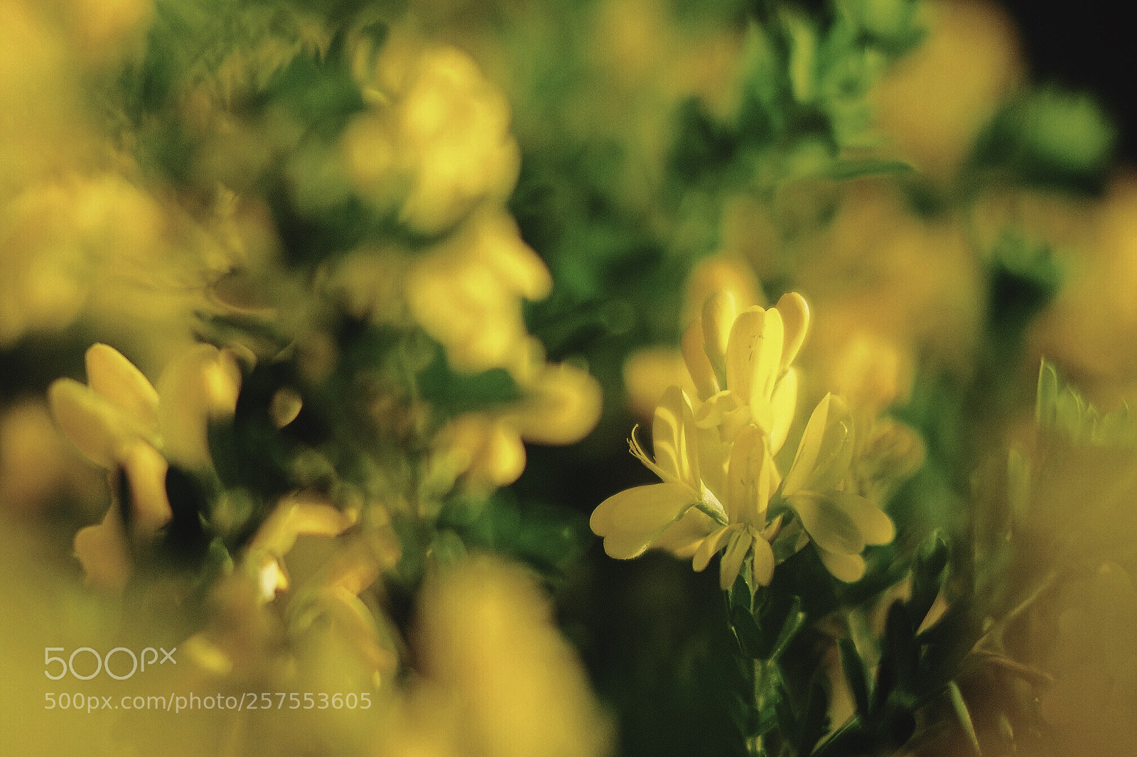 Fujifilm X-T1 sample photo. Enishida photography