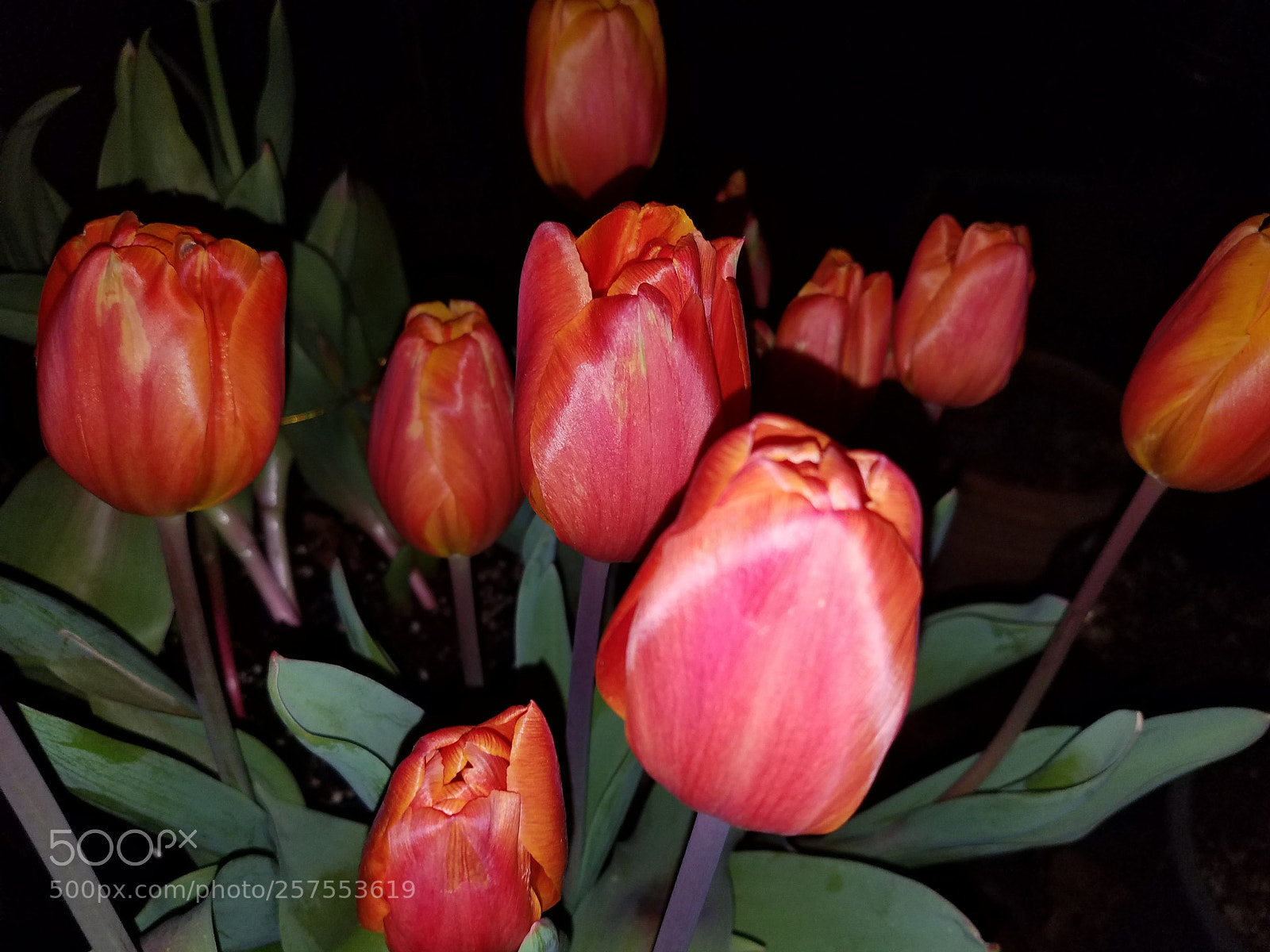 Samsung Galaxy S7 sample photo. Night love photography
