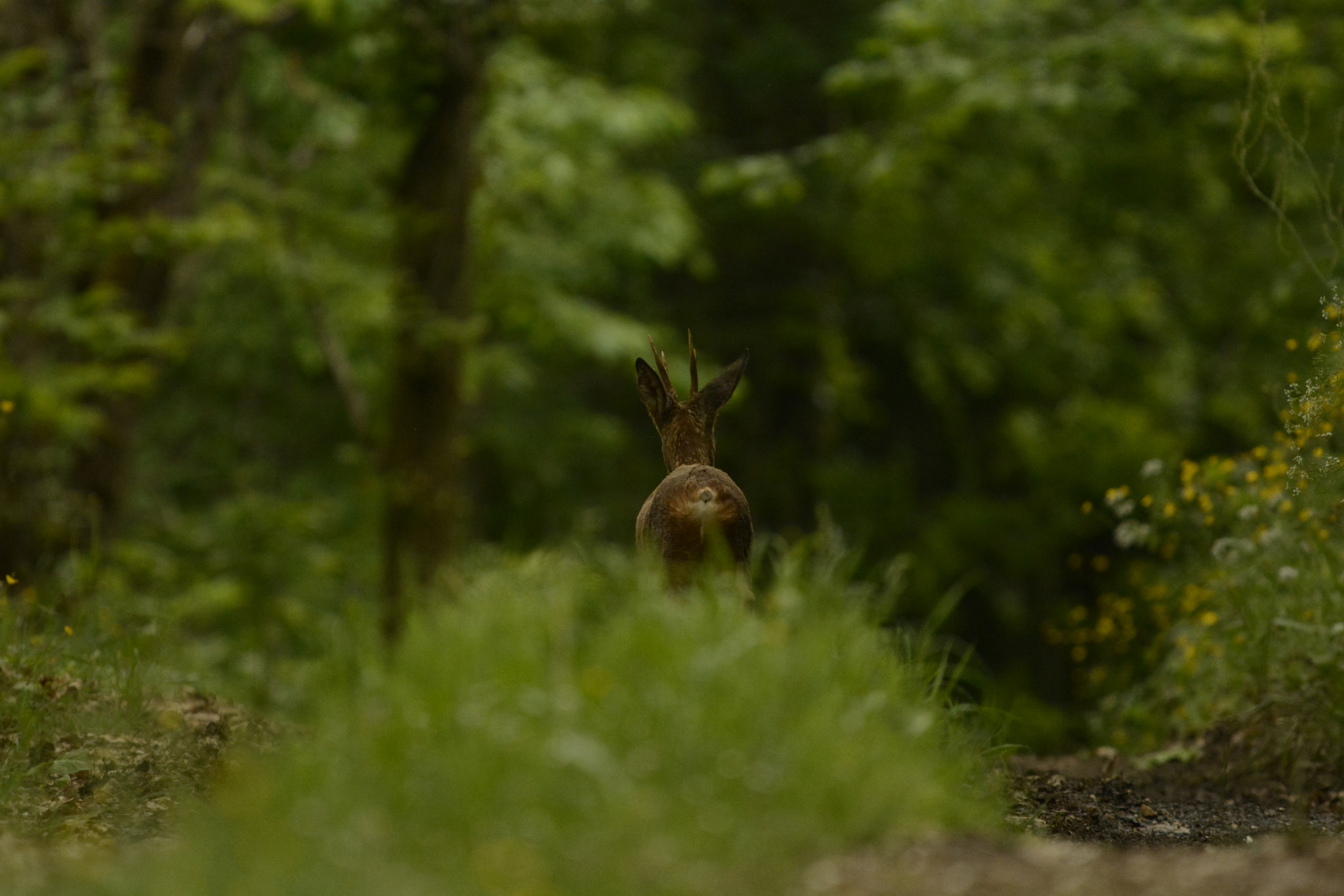 Nikon D7100 sample photo. Capreolus capreolus / chevreuil / roe photography