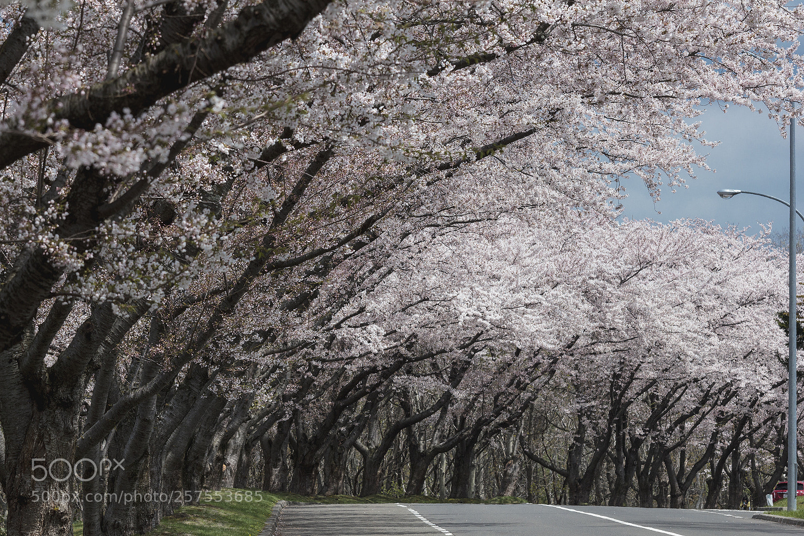 Canon EOS 550D (EOS Rebel T2i / EOS Kiss X4) sample photo. 桜 photography