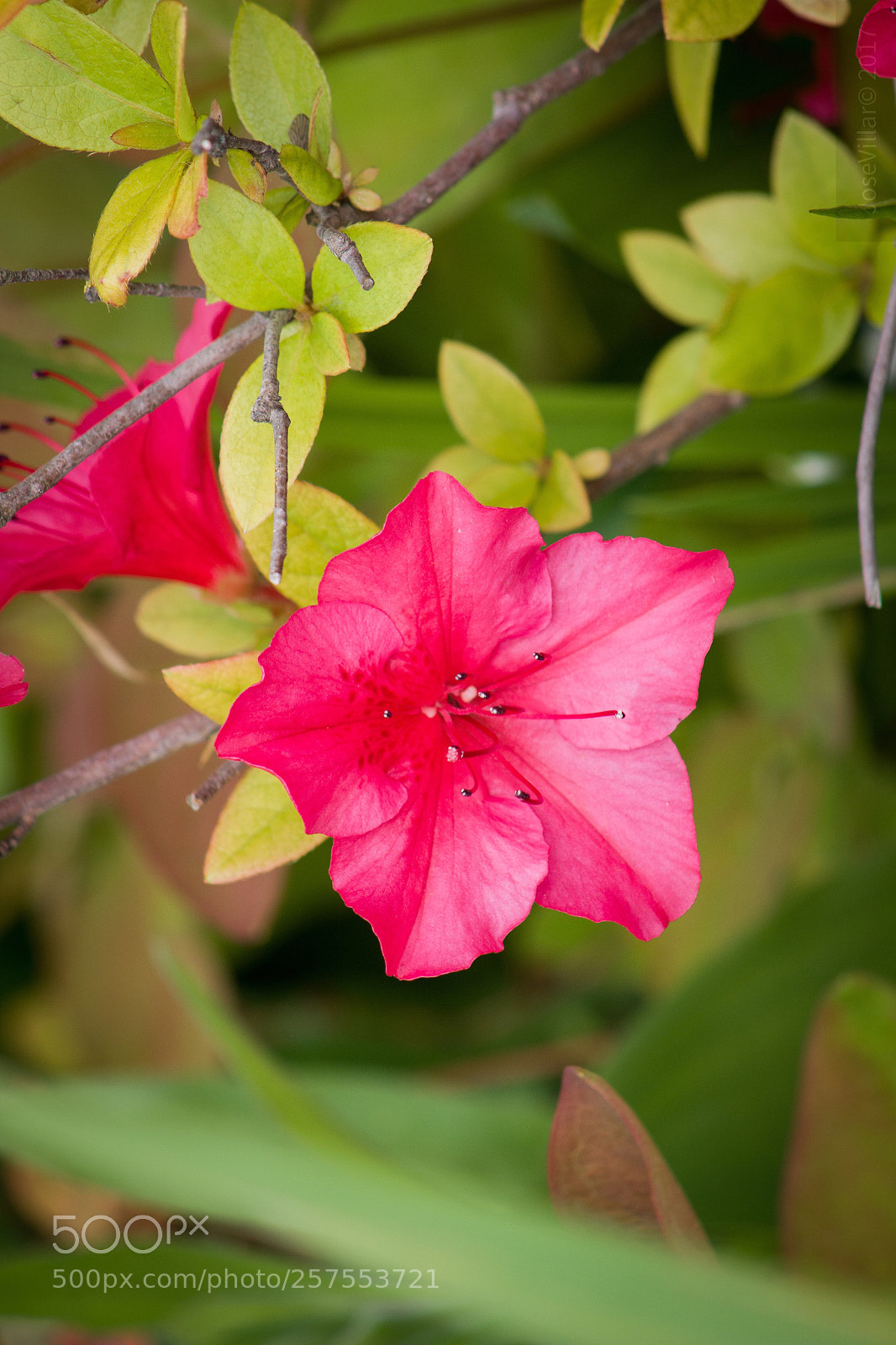 Canon EOS 700D (EOS Rebel T5i / EOS Kiss X7i) sample photo. Untitled photography