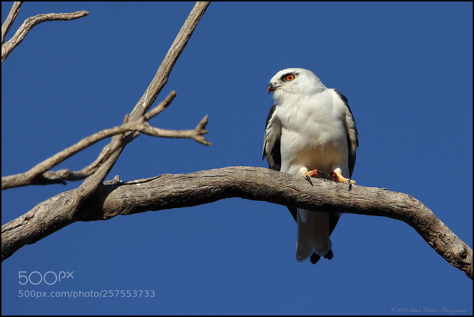 Canon EOS 60D sample photo. Elanus axillaris black shouldered photography