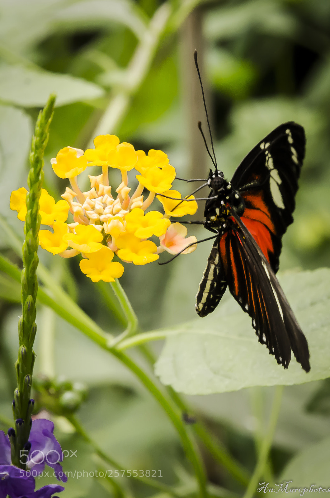 Nikon D7000 sample photo. Papillon butterfly () photography