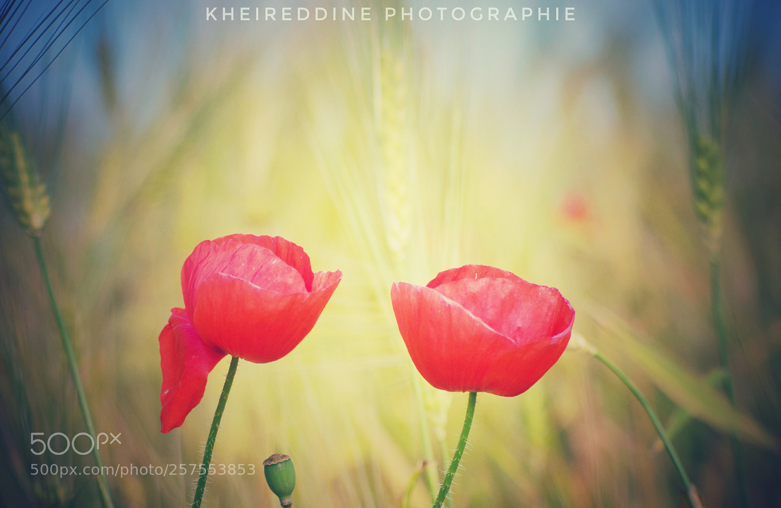 Nikon D3300 sample photo. Coquelicot photography