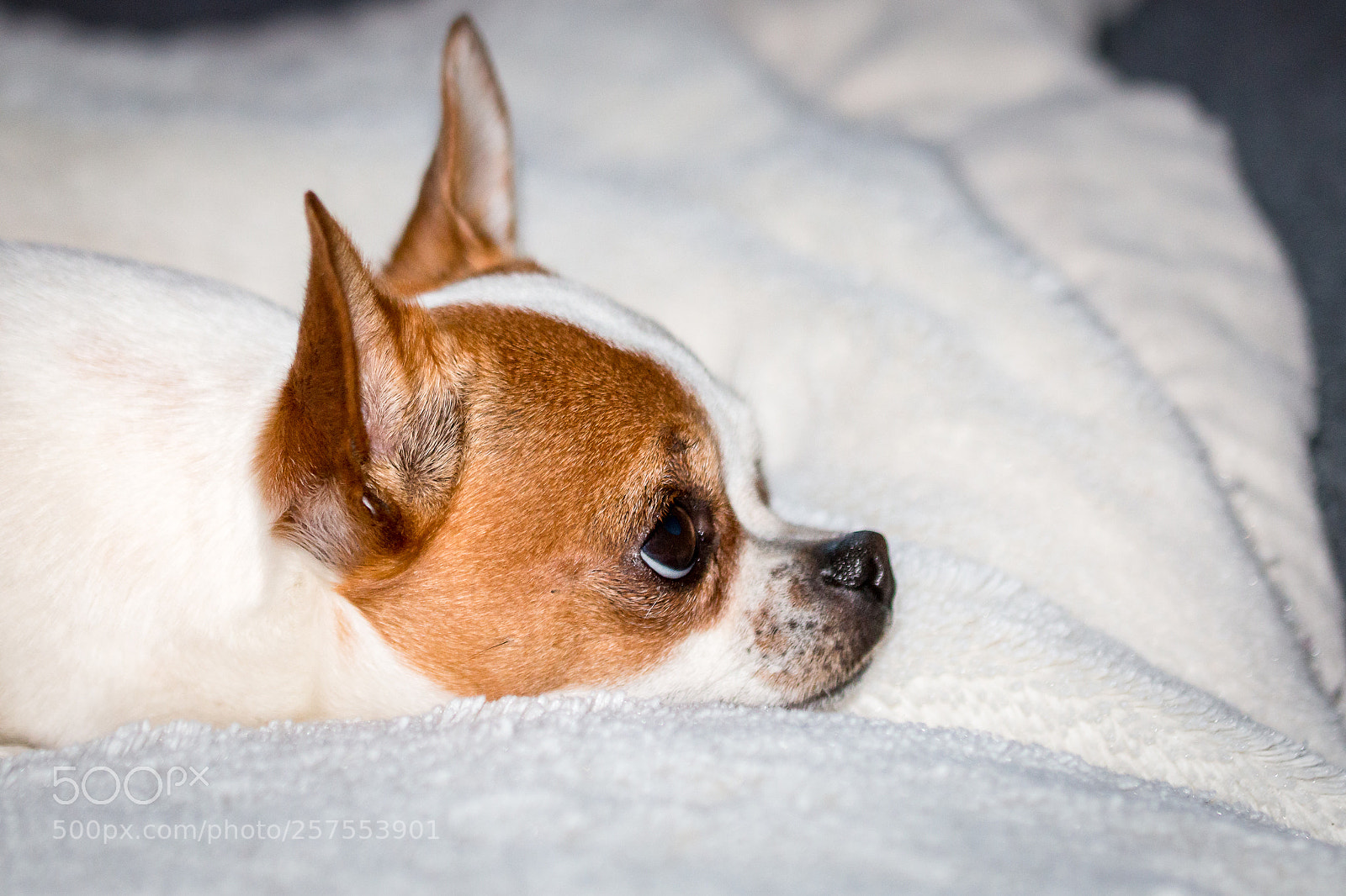 Canon EOS 70D sample photo. Little dog photography