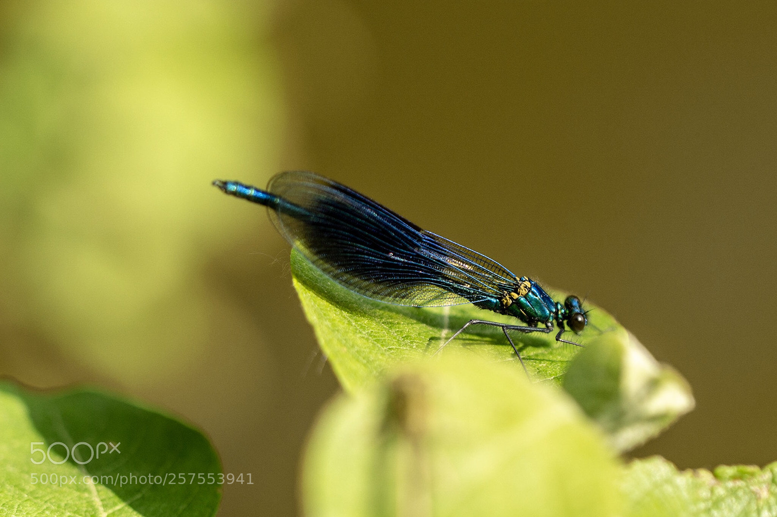 Nikon D7200 sample photo. Banded demoiselle photography