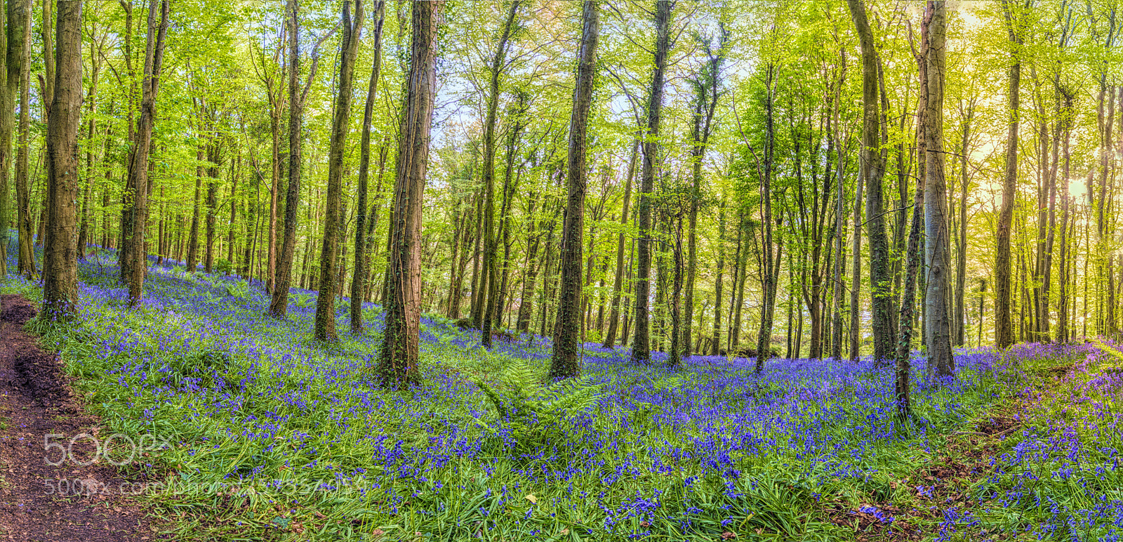 Nikon D7100 sample photo. Bluebells in aughnamoira wood photography