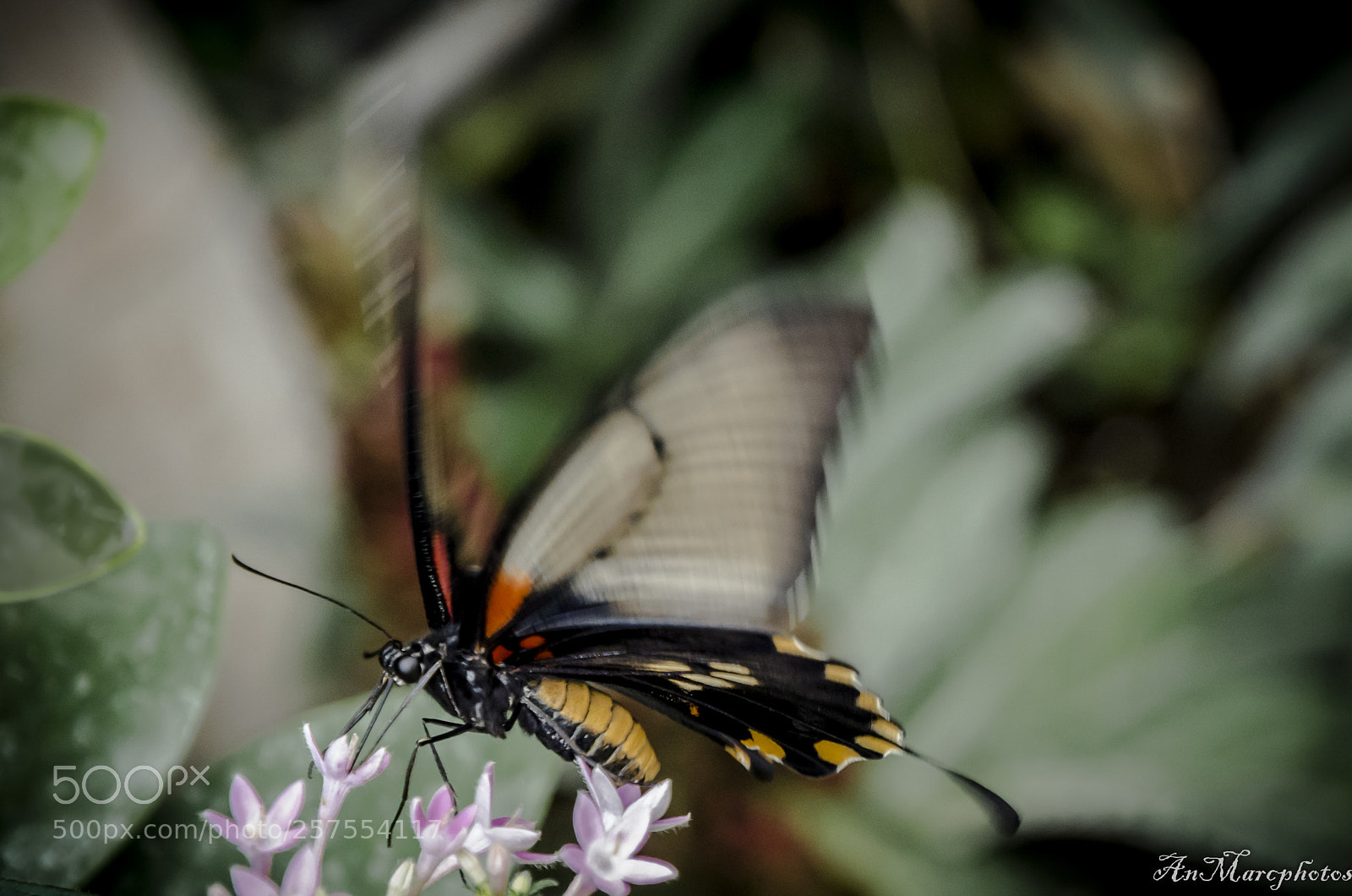 Nikon D7000 sample photo. Papillon butterfly () photography