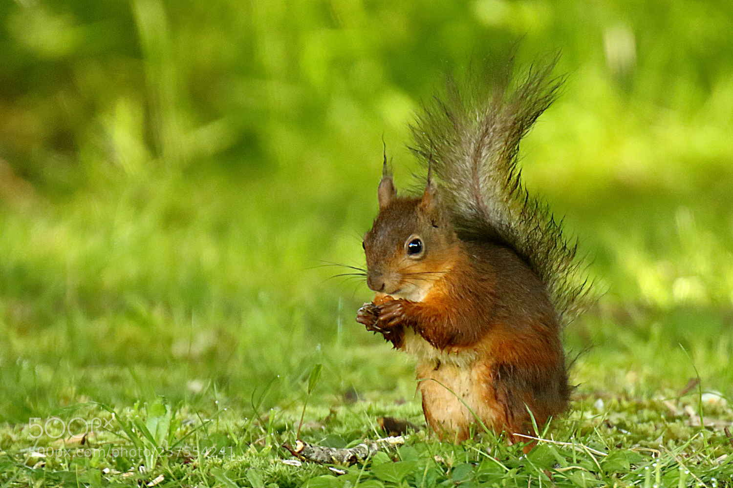 Canon EOS 7D Mark II sample photo. écureuil - squirrel photography