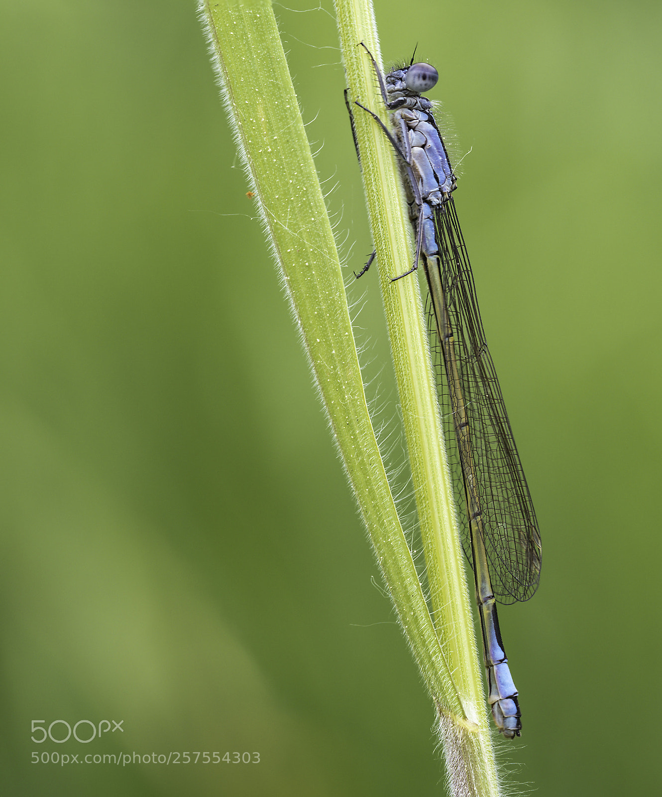 Olympus OM-D E-M1 Mark II sample photo. Enallagma cyathigerum photography