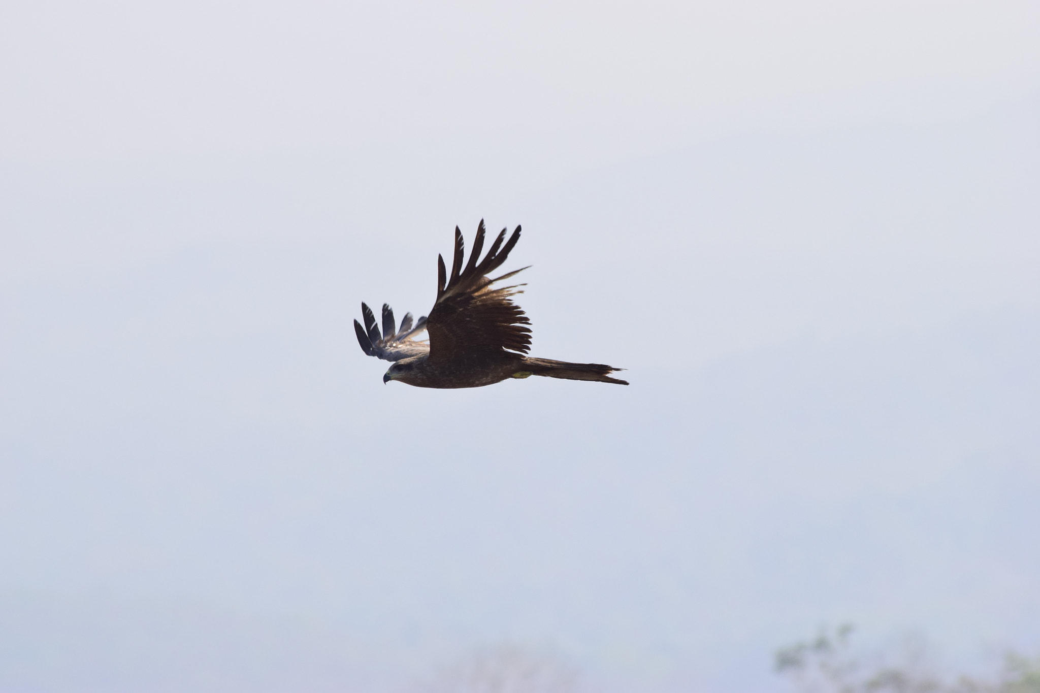 Nikon D5300 + Sigma 70-300mm F4-5.6 APO DG Macro sample photo. Eagle photography