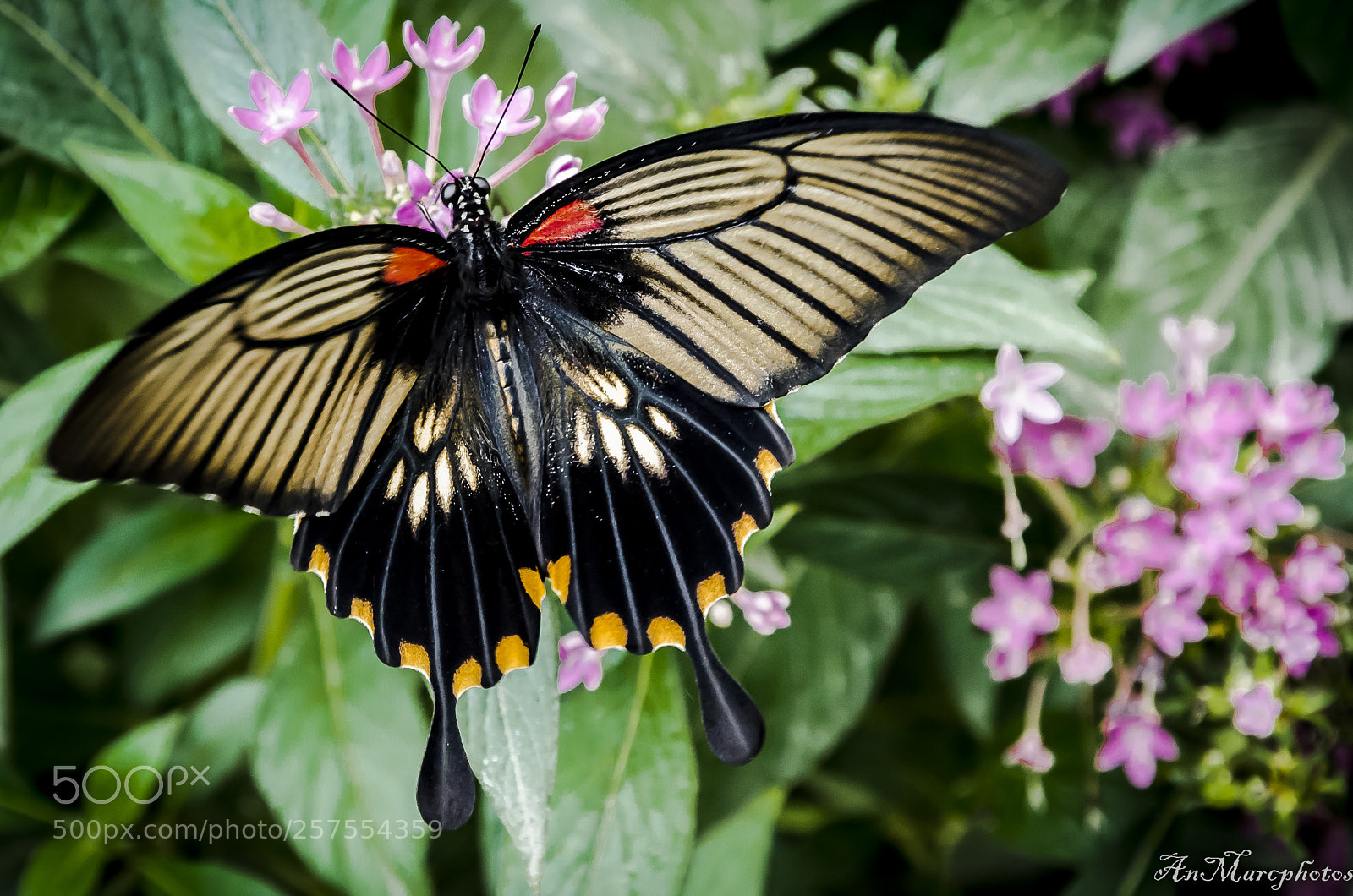 Nikon D7000 sample photo. Papillon butterfly () photography