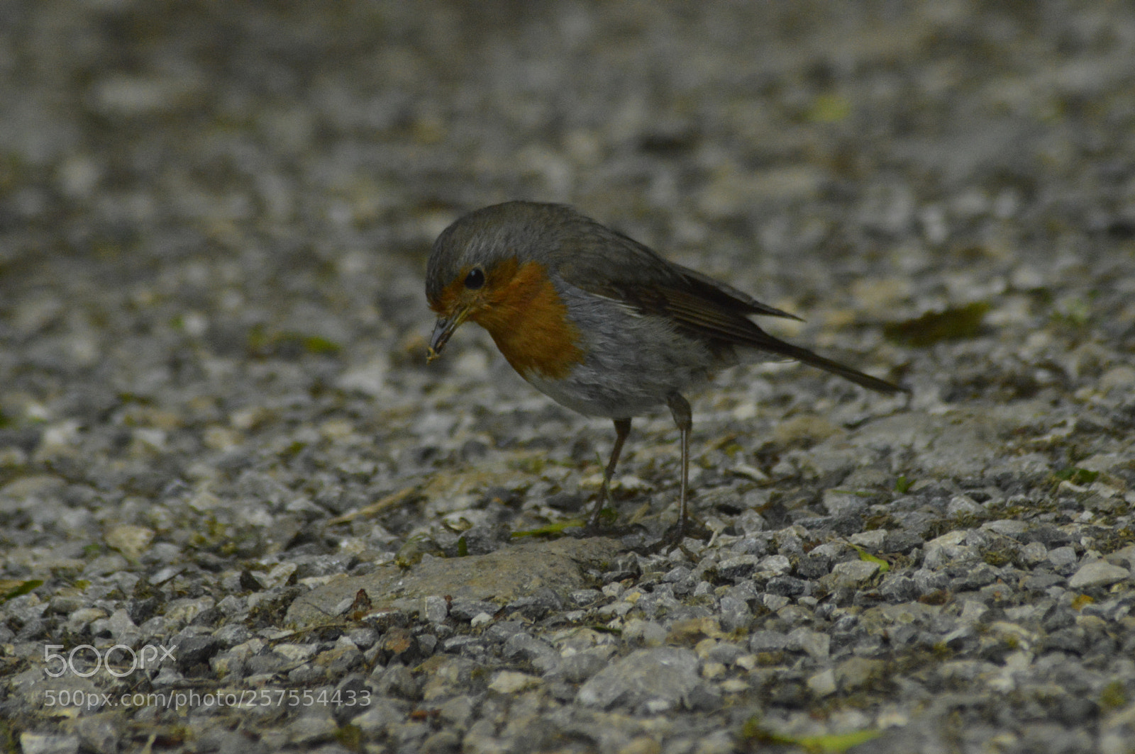 Nikon D3200 sample photo. Robin on the ground photography