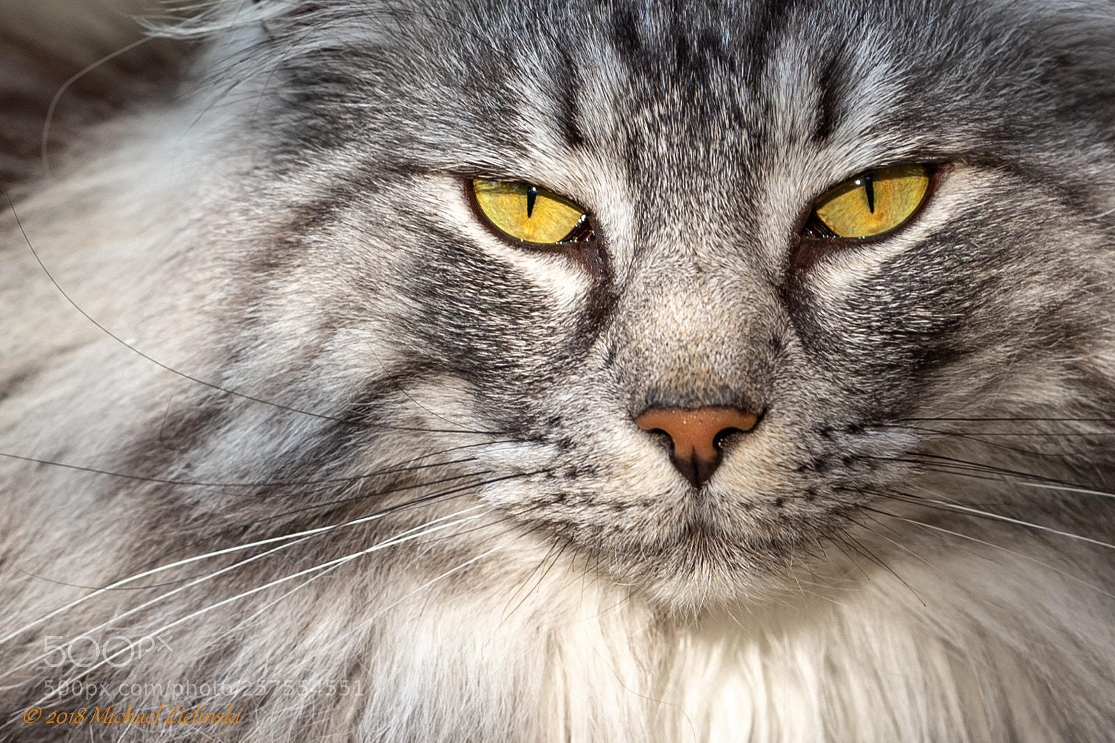 Nikon D4S sample photo. Titus photography