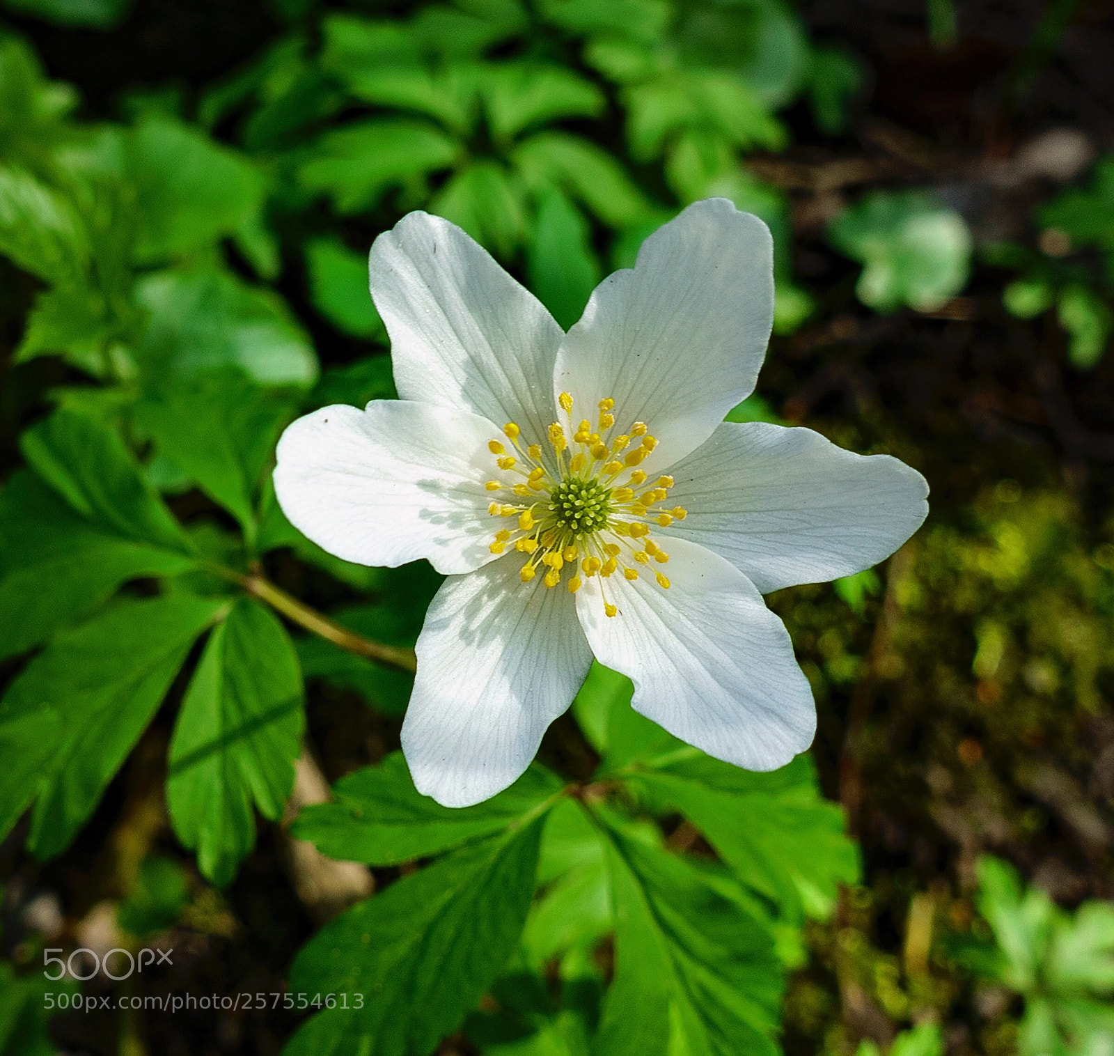 Sony DSC-RX100M5 sample photo. Hvitveis photography