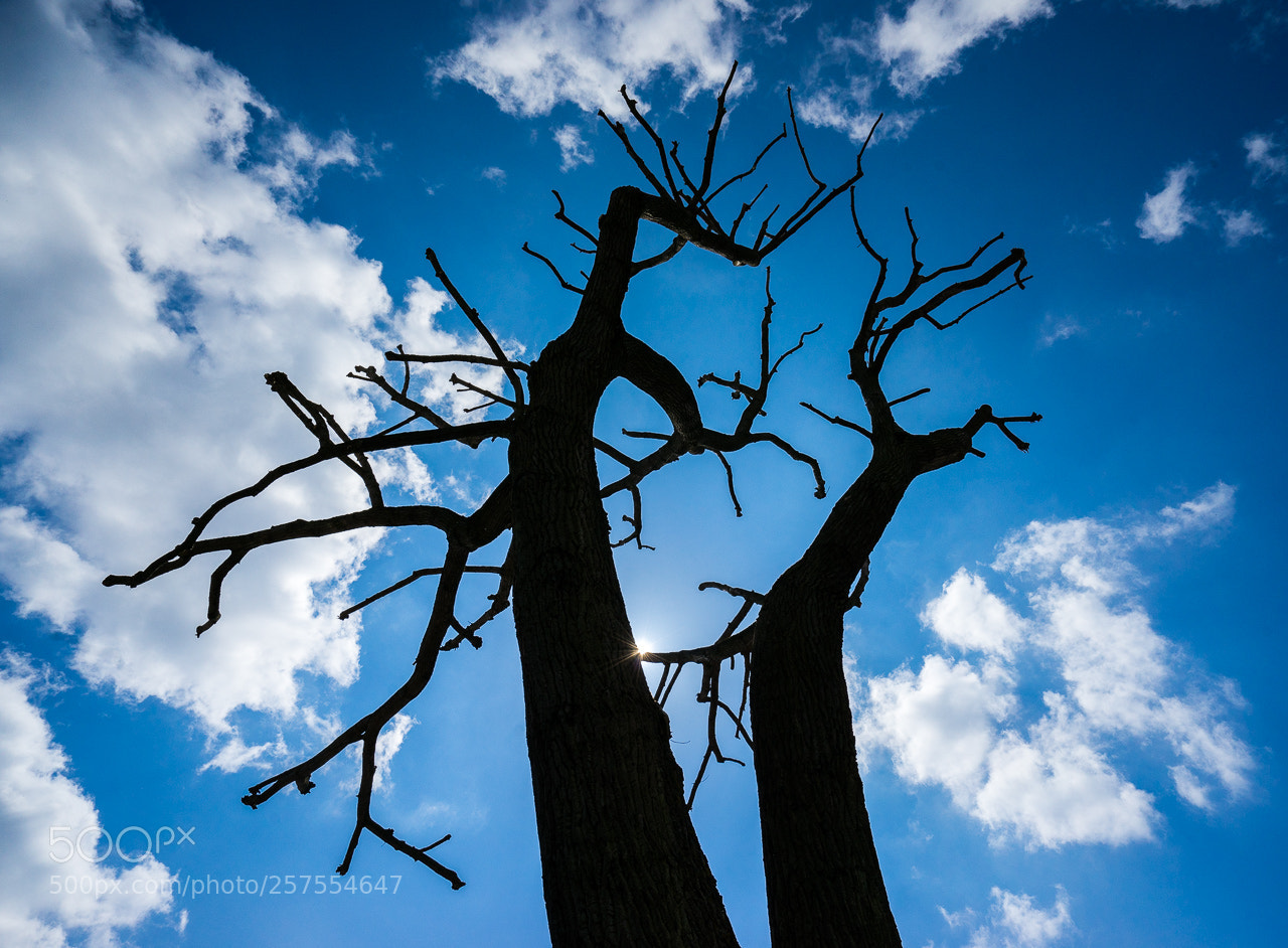 Sony a7R sample photo. Bare tree photography