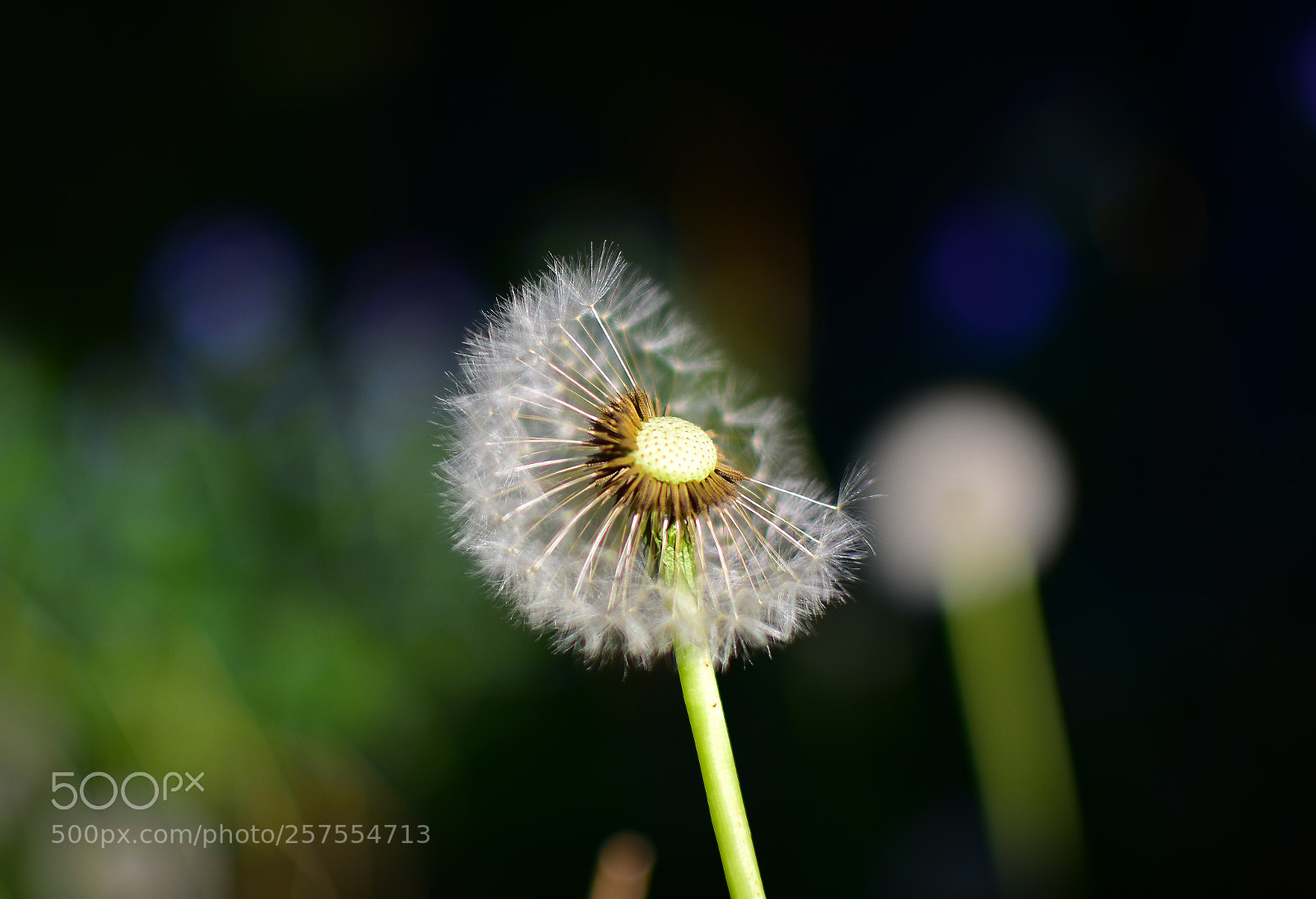 Nikon D5500 sample photo. 0022 photography