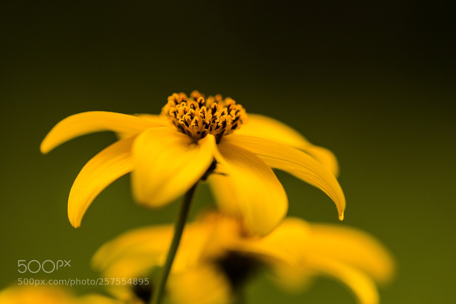 Canon EOS 70D sample photo. Balkonfreuden photography