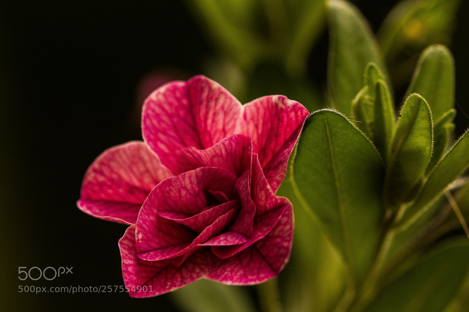 Canon EOS 70D sample photo. Balkonfreuden photography