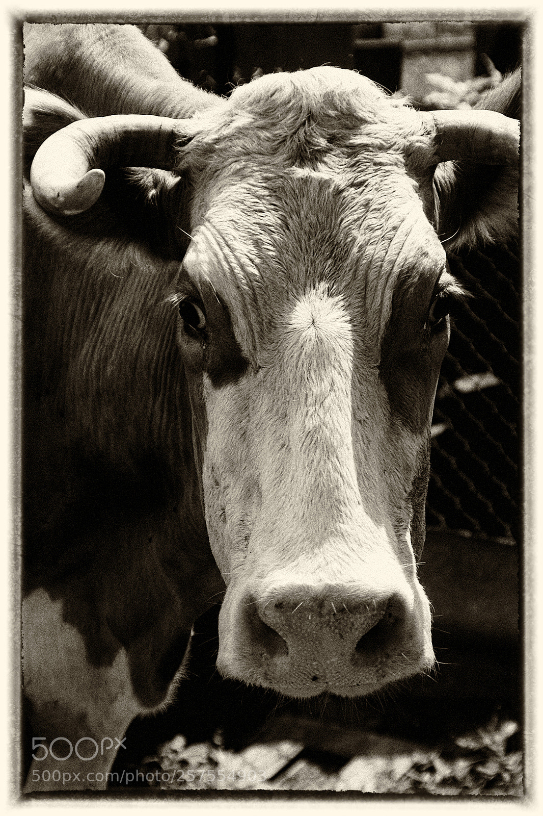 Canon EOS 350D (EOS Digital Rebel XT / EOS Kiss Digital N) sample photo. Sad cow photography