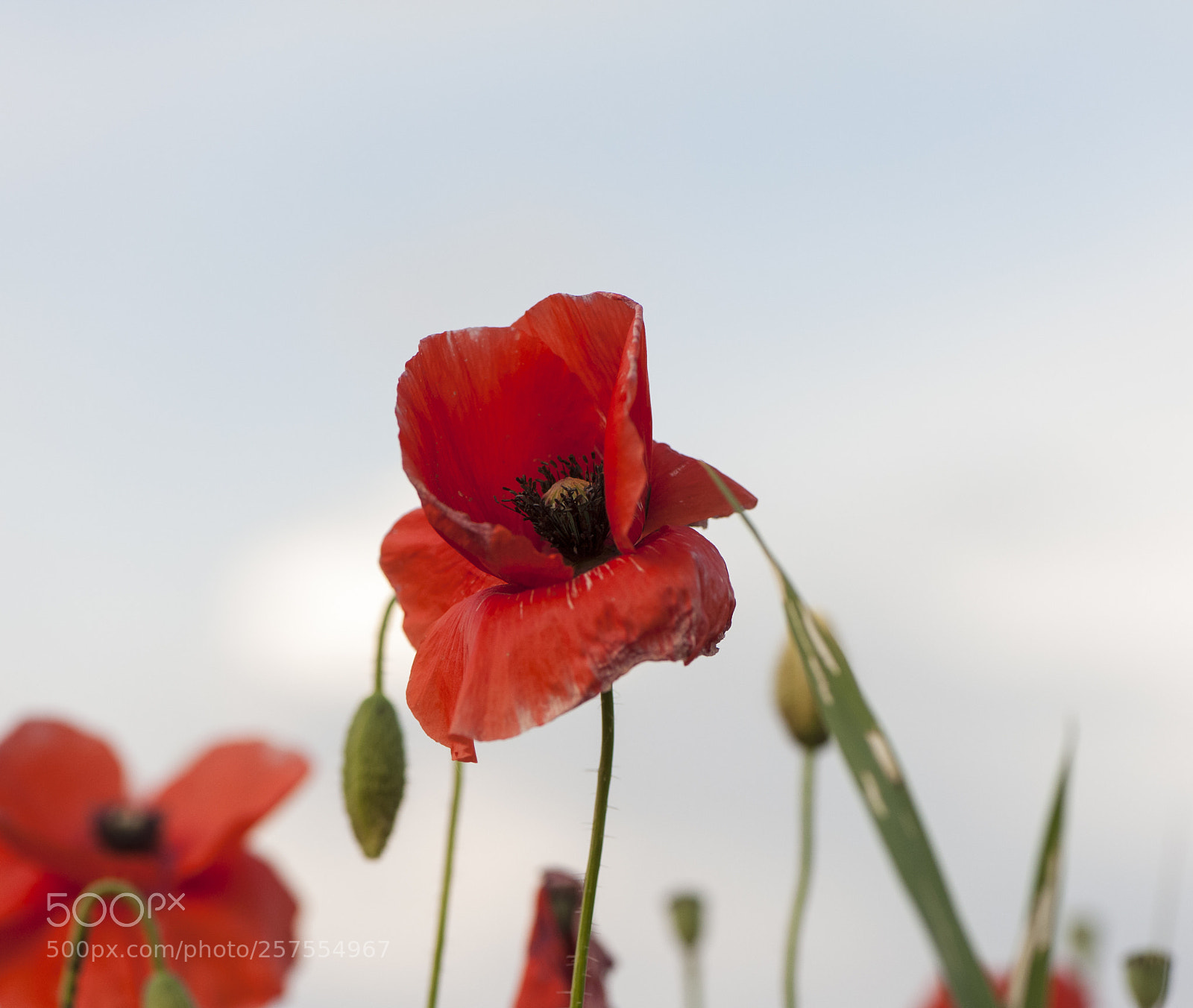 Nikon D700 sample photo. Spring poppies photography