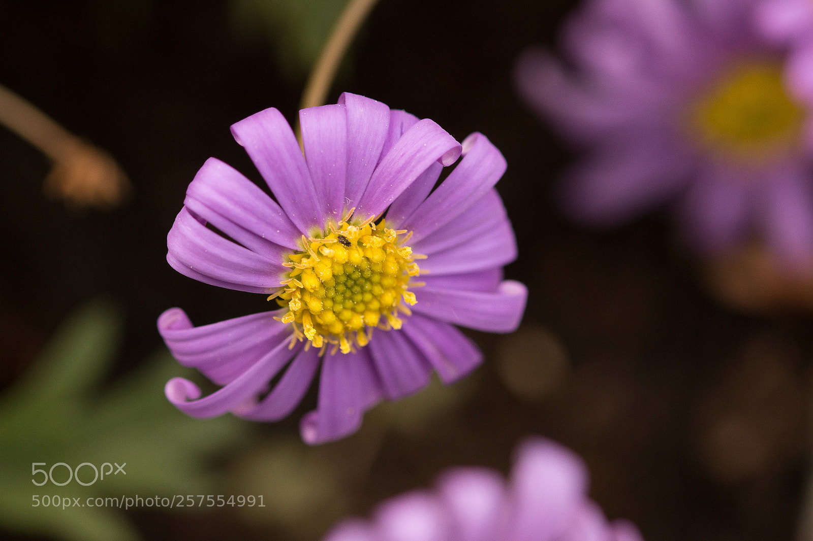 Canon EOS 70D sample photo. Balkonfreuden photography
