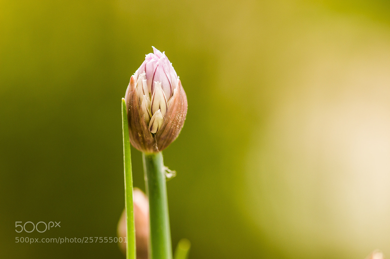 Canon EOS 70D sample photo. Balkonfreuden photography