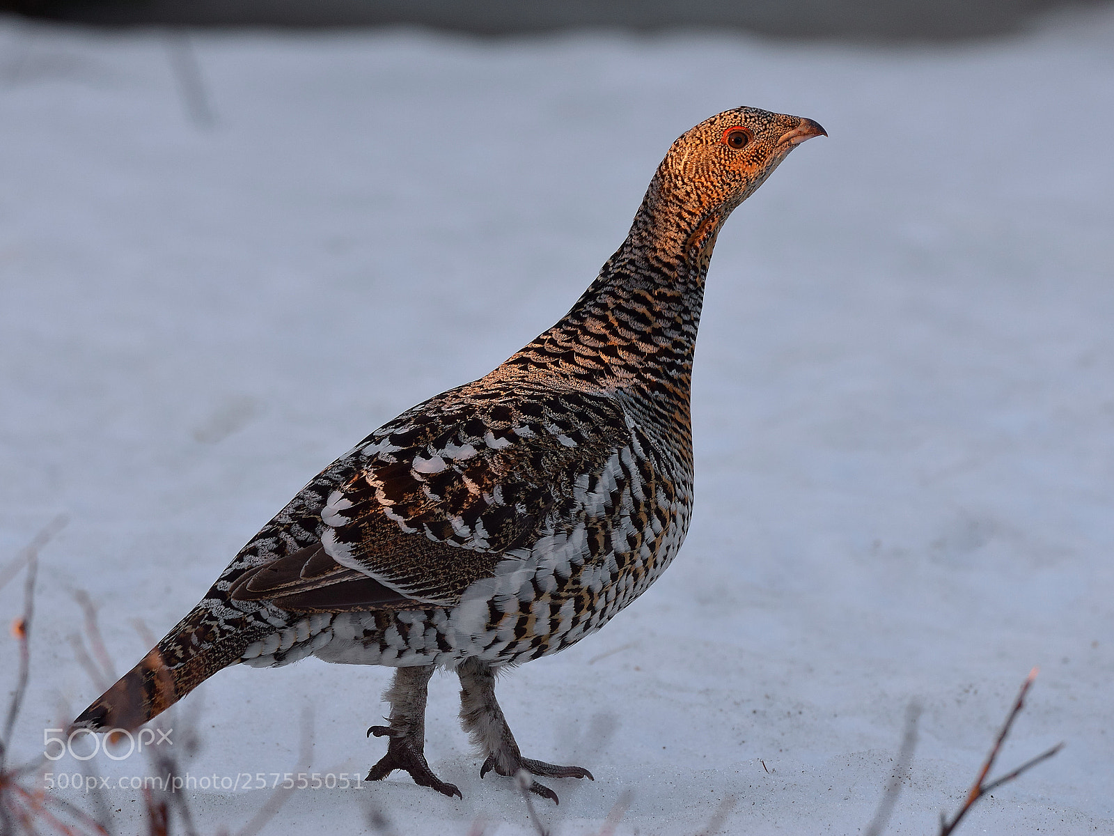 Nikon D610 sample photo. Capercaille hen photography