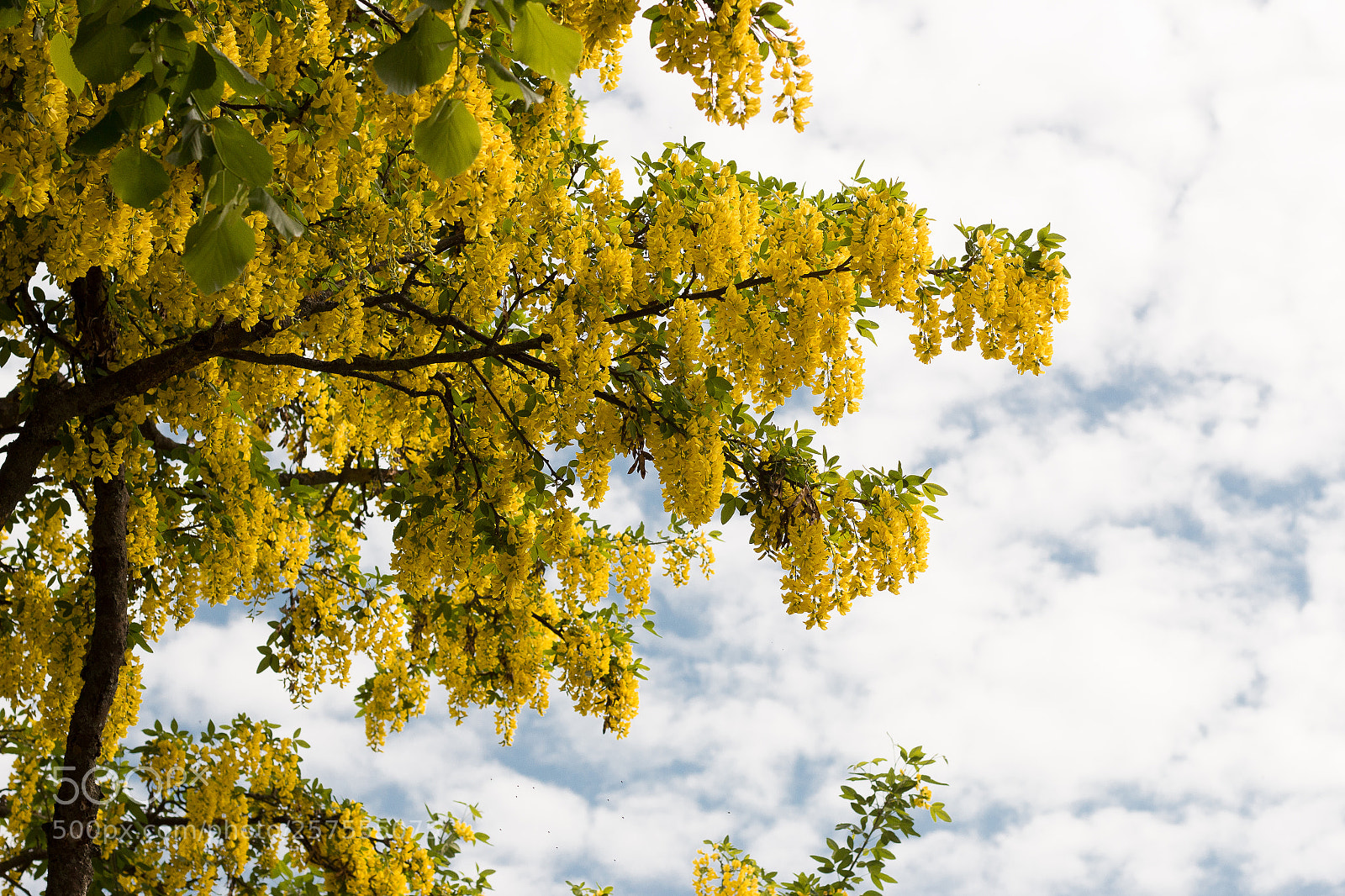 Canon EOS 70D sample photo. Goldregen photography