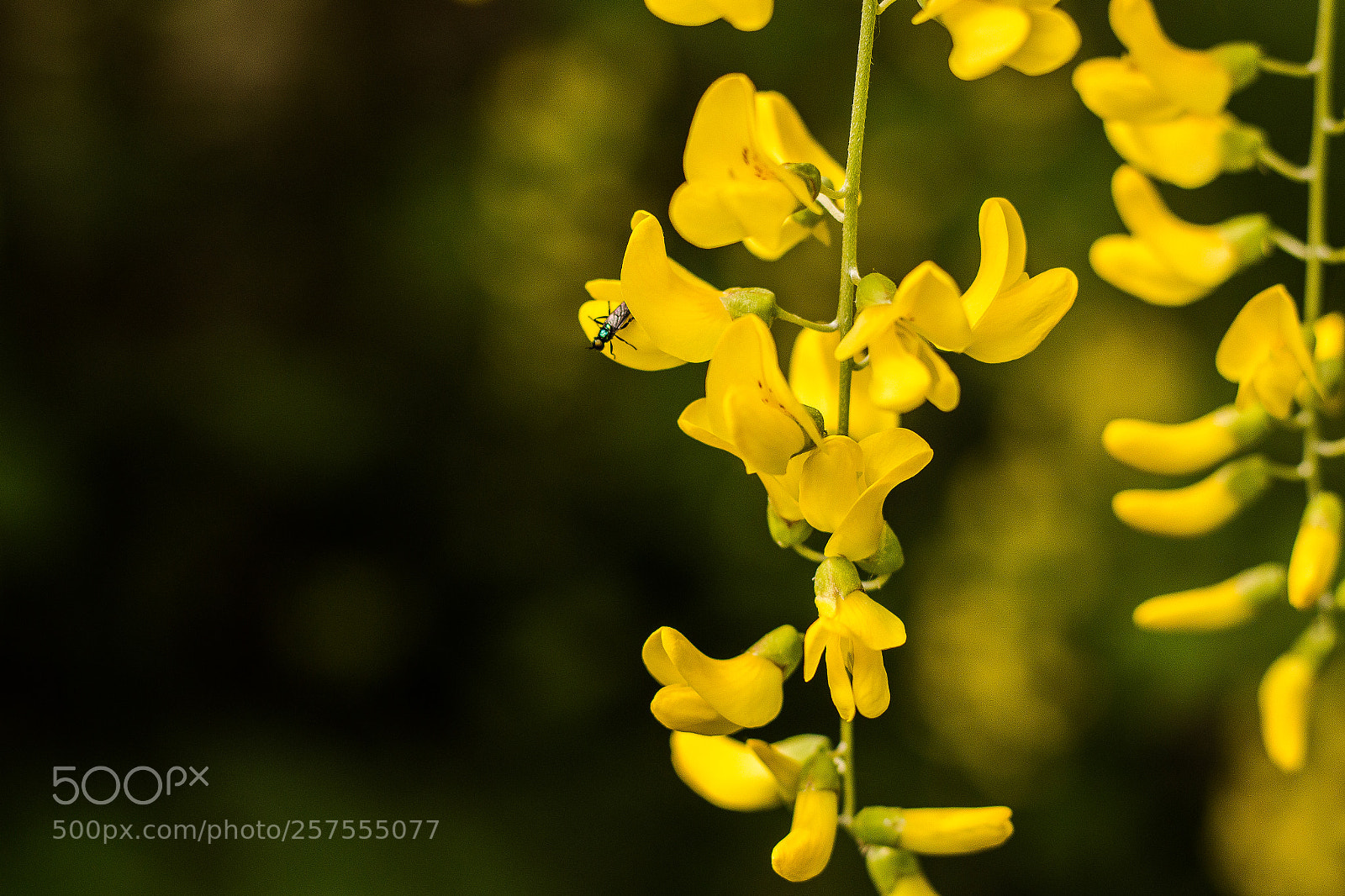 Canon EOS 70D sample photo. Goldregen photography
