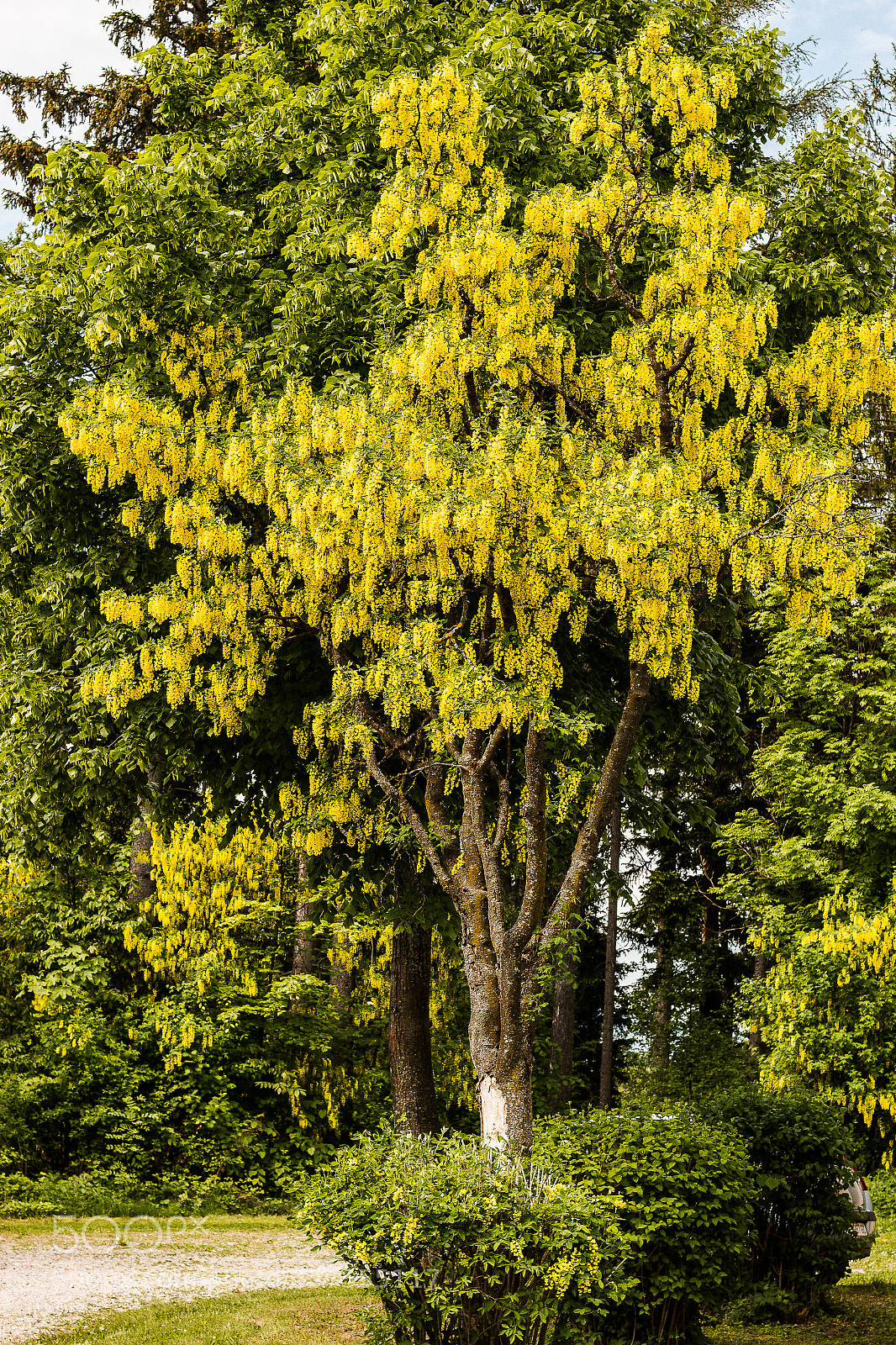 Canon EOS 70D sample photo. Goldregen photography