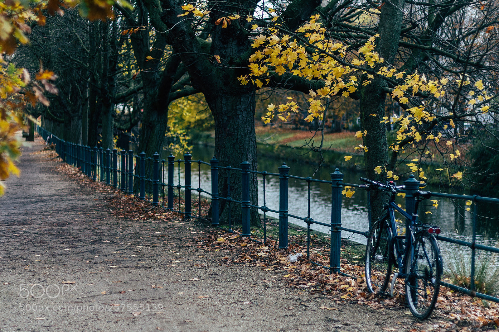 Canon EOS 700D (EOS Rebel T5i / EOS Kiss X7i) sample photo. Autumn leaves photography