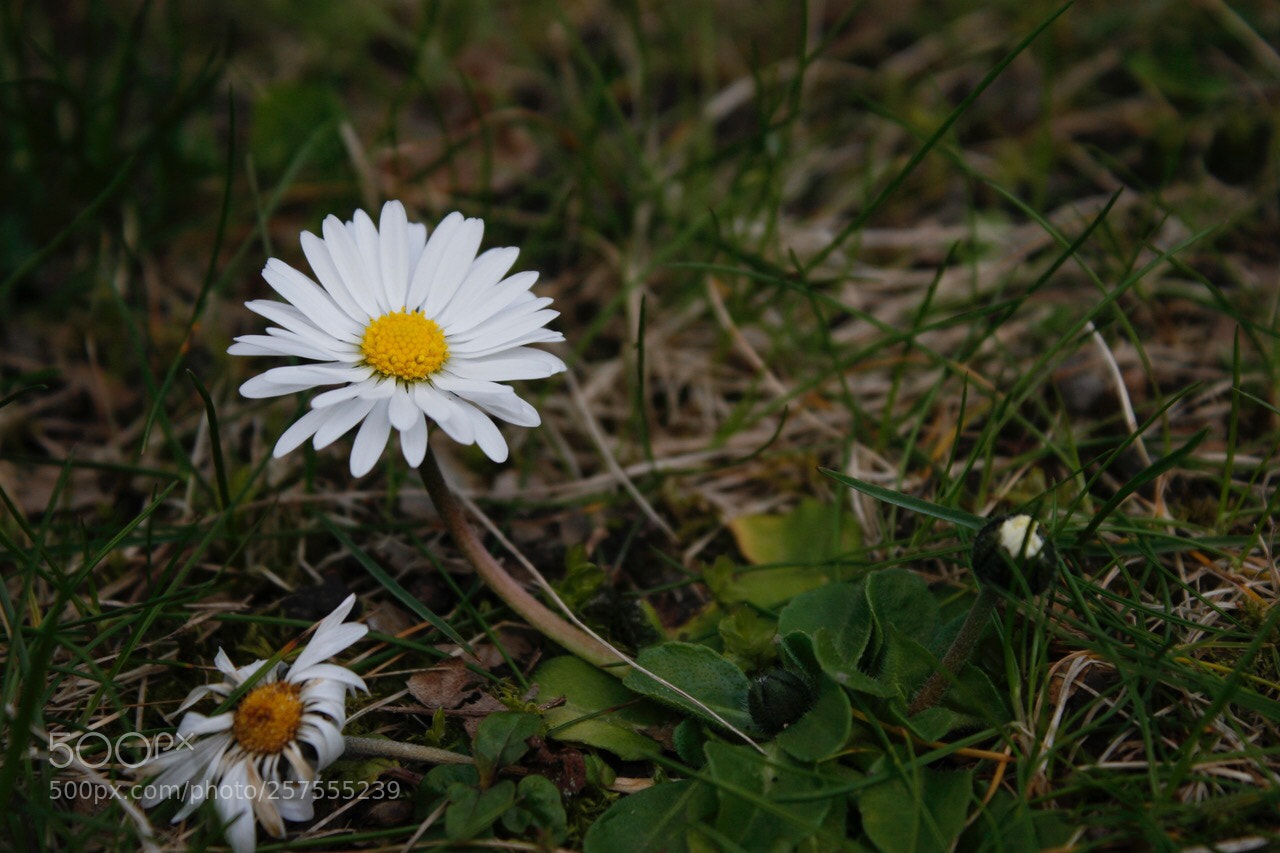 Canon EOS 30D sample photo. Leben und sterben photography