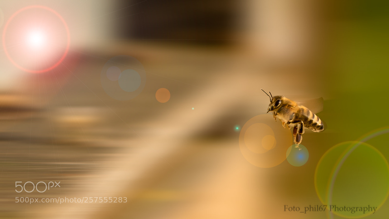 Canon EOS 7D Mark II sample photo. Abeille photography