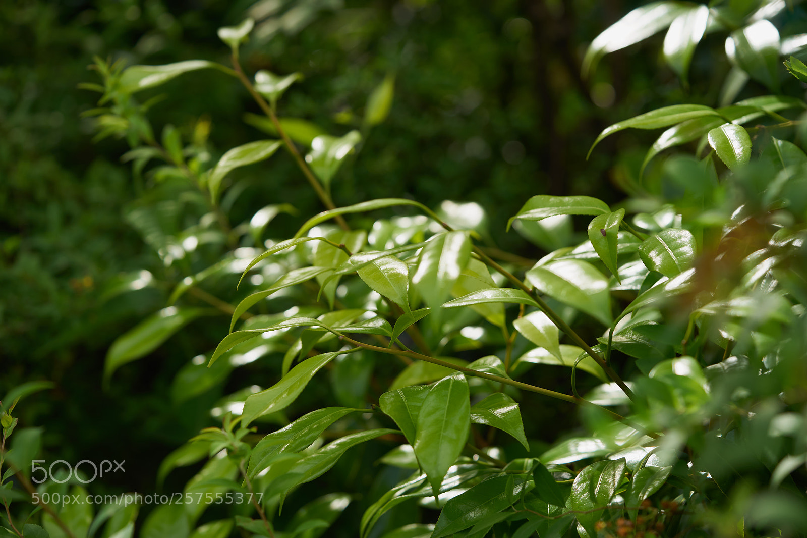 Sony a7 sample photo. Leaves 980 photography