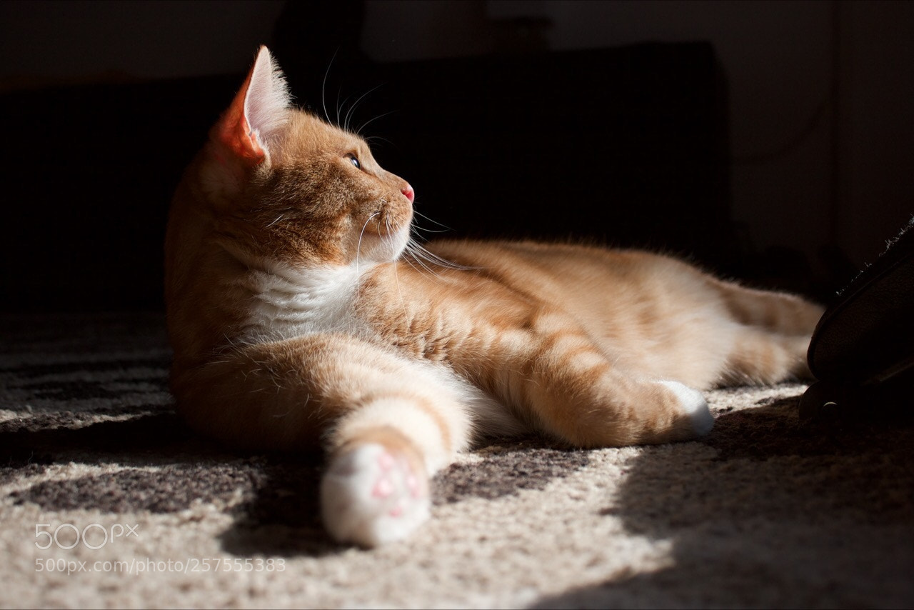 Canon EOS 30D sample photo. Diagnose photography