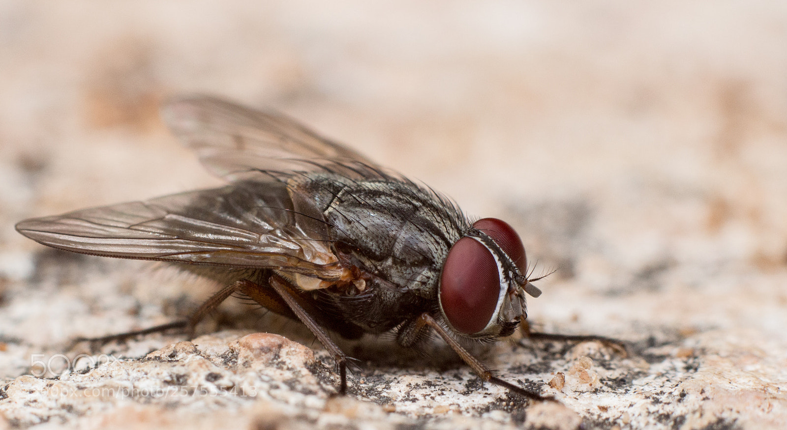 Canon EOS 700D (EOS Rebel T5i / EOS Kiss X7i) sample photo. A fly at rest photography