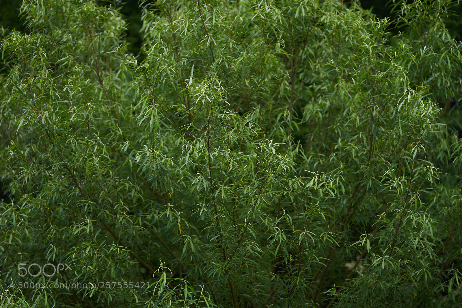 Sony a7 sample photo. Leaves 981 photography