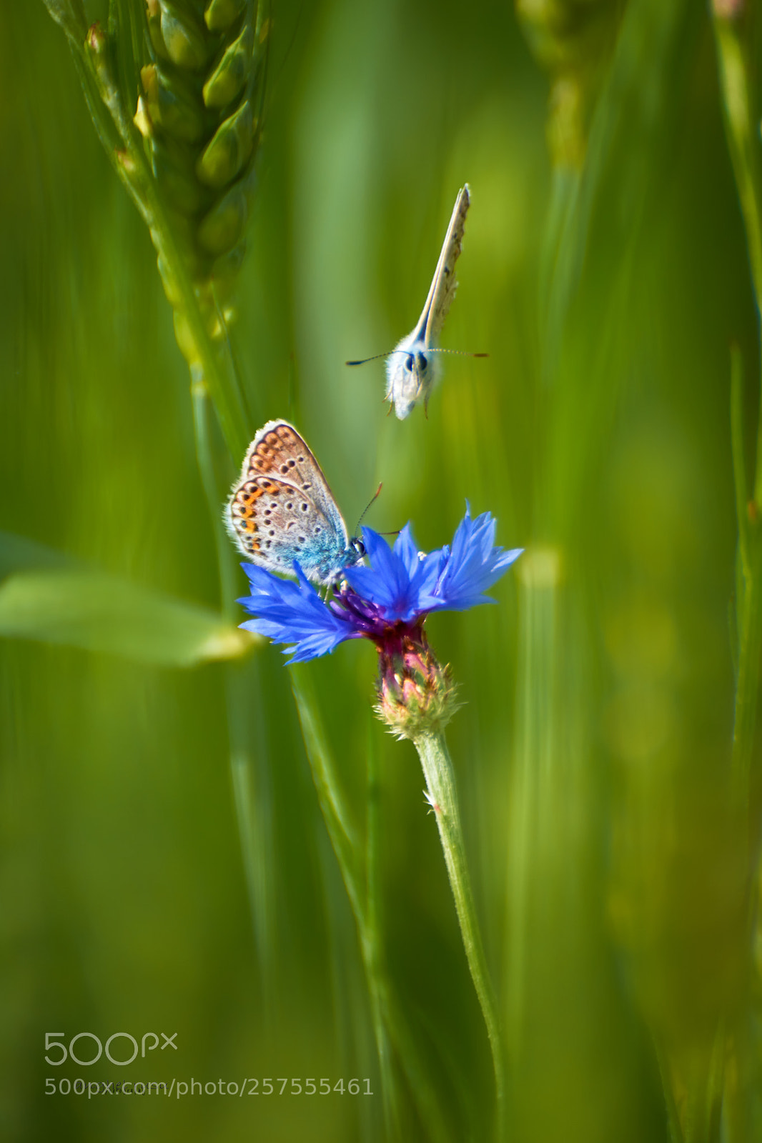 Nikon D7200 sample photo. Pair photography