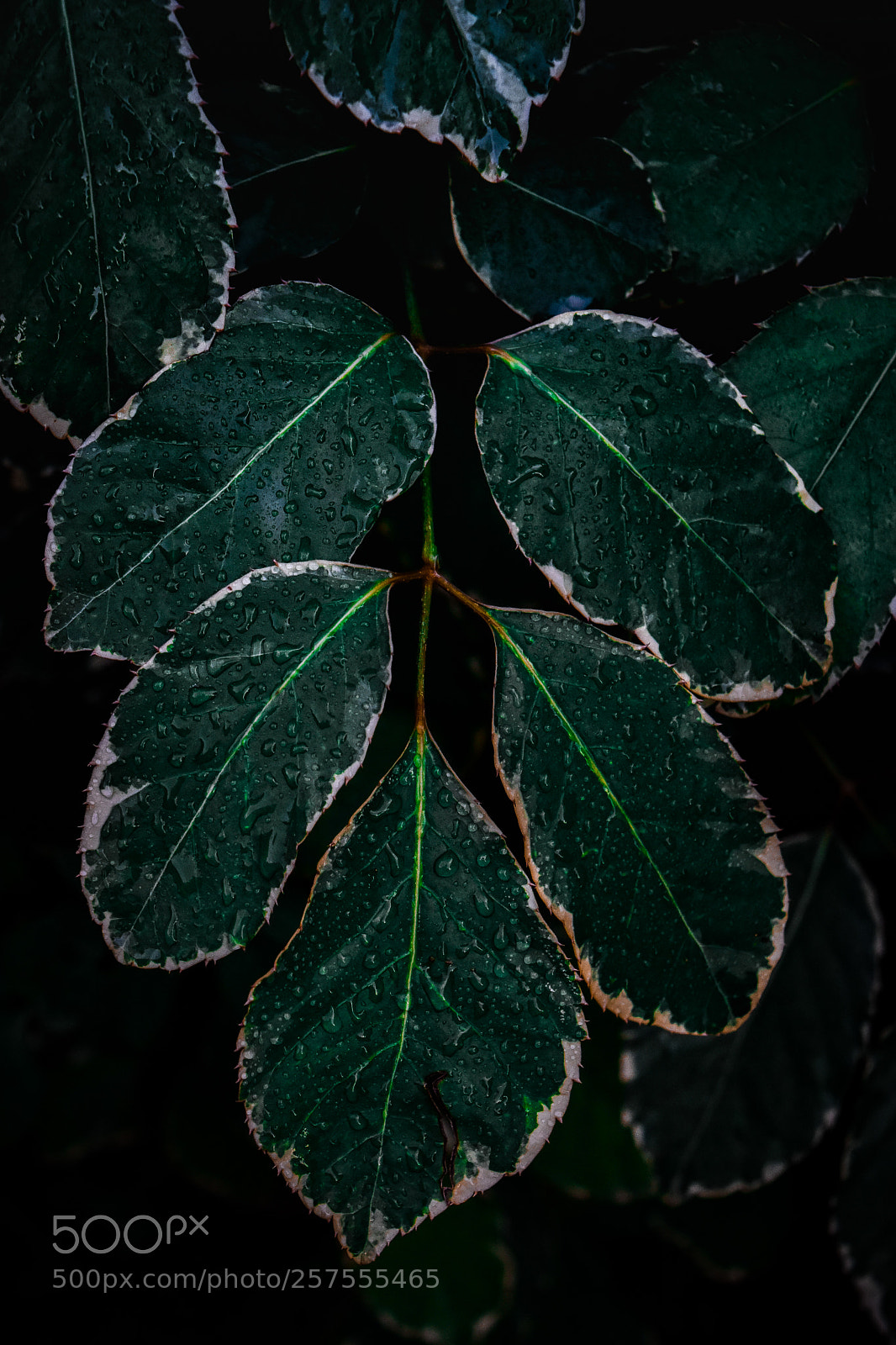 Nikon D5500 sample photo. Untitled photography
