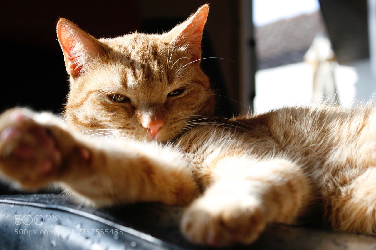 Canon EOS 30D sample photo. Bam bam photography
