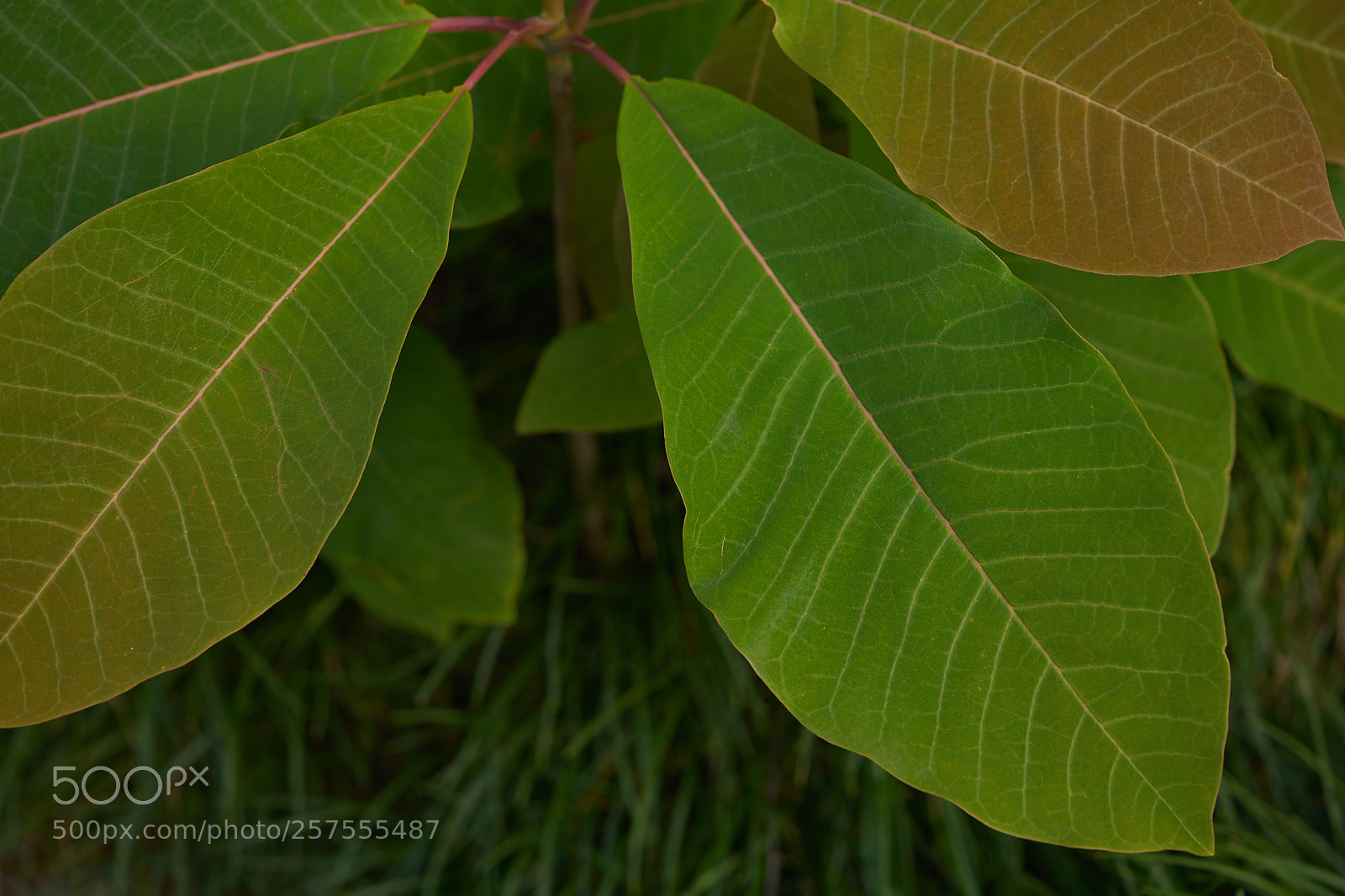Sony a7 sample photo. Leaves 982 photography